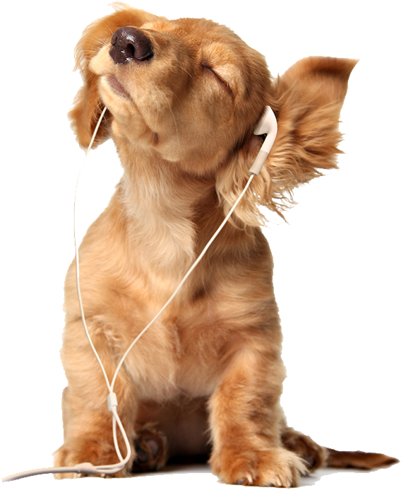 Cachorro ouvindo música com fones de ouvido
